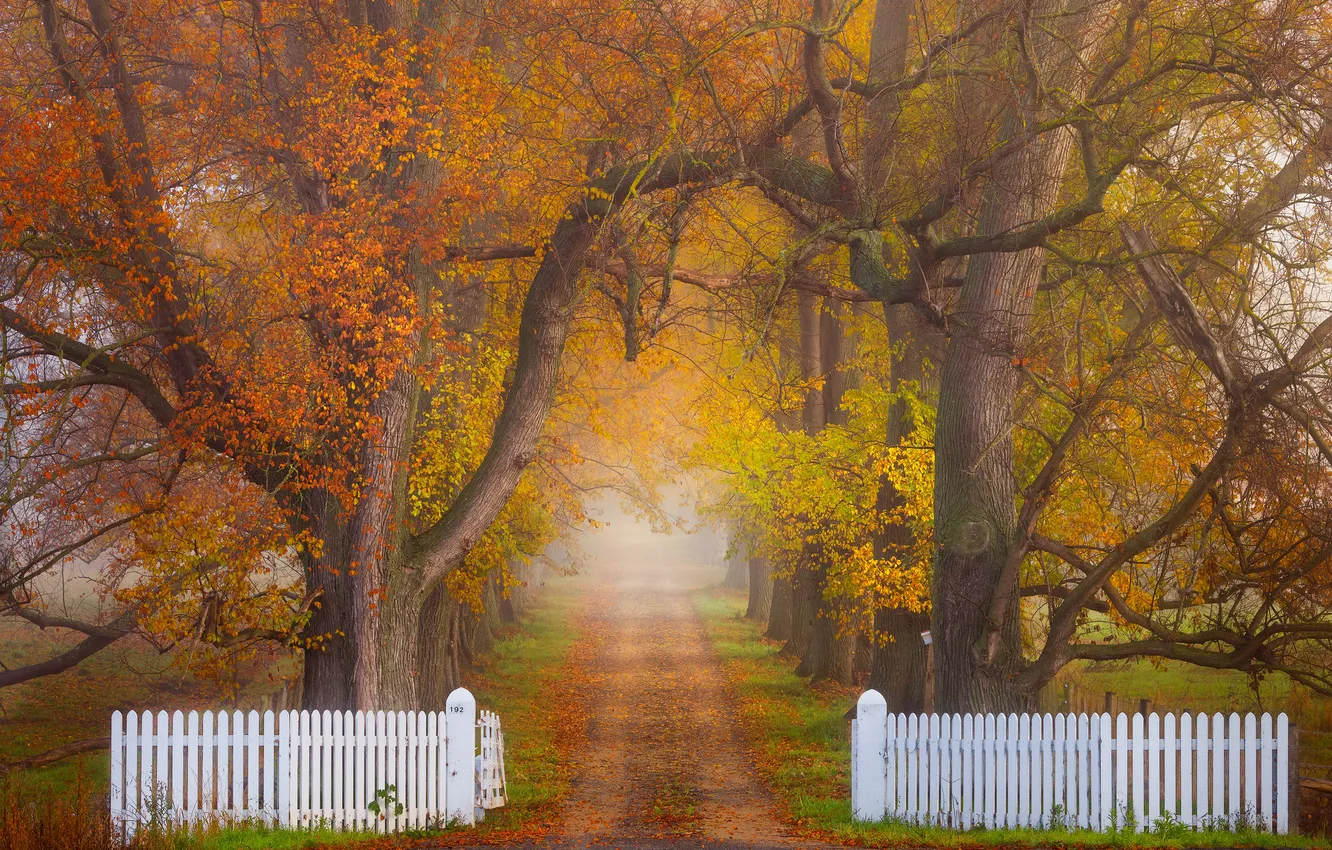 Photo wallpaper road, autumn, forest, trees, nature, fog, Park, branch