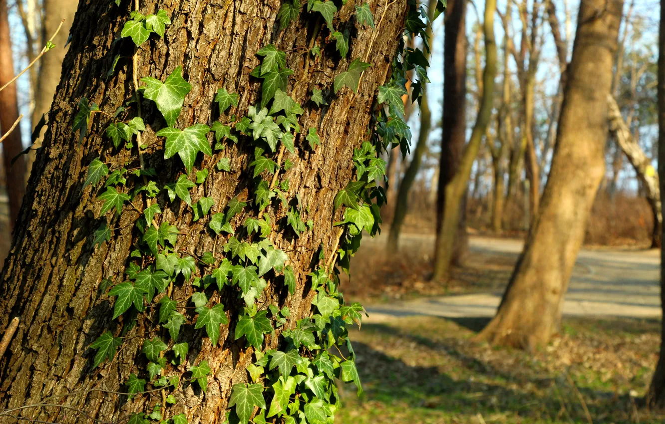 Photo wallpaper green, forest, Ivy, park, tree, leafs