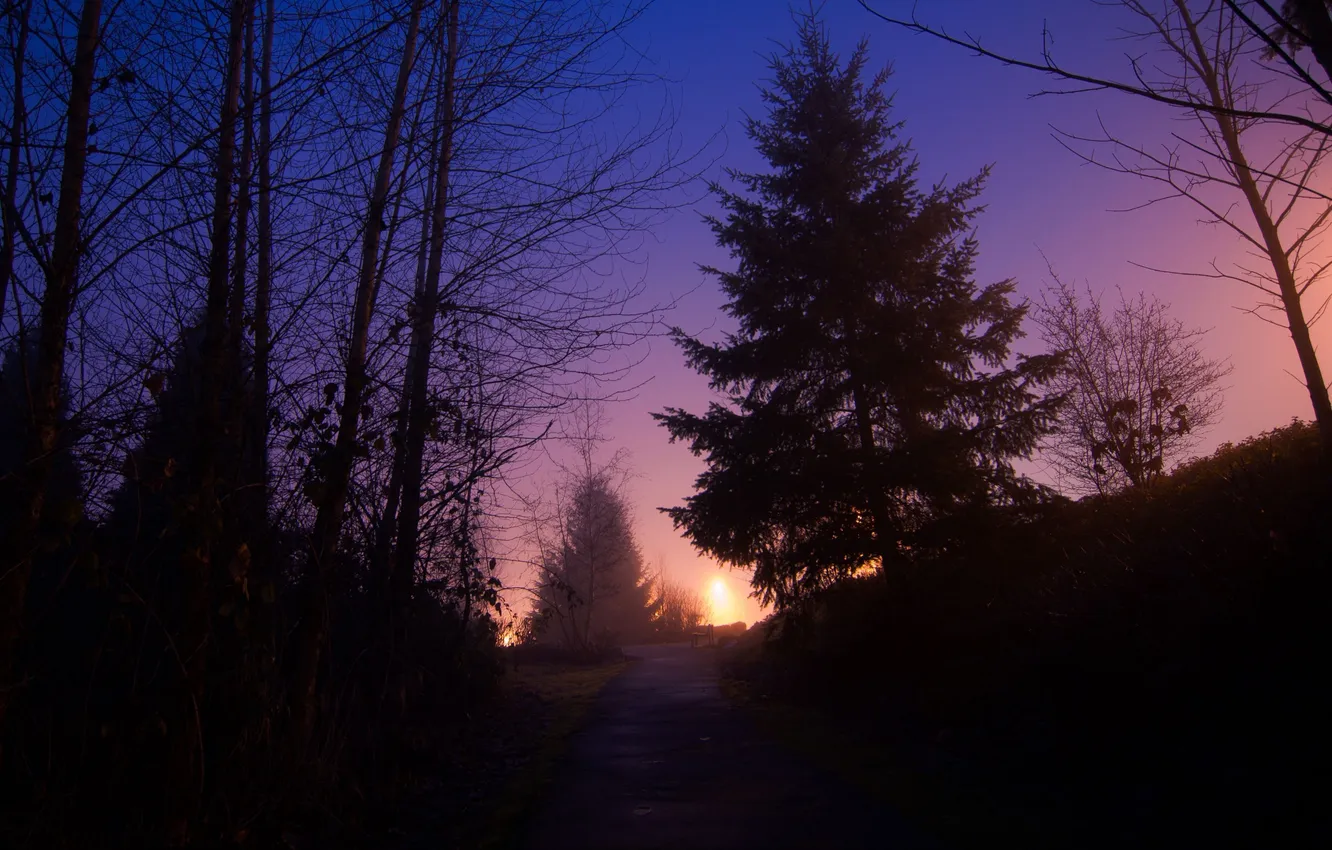 Photo wallpaper forest, the sky, trees, night, nature, track, glow, forest