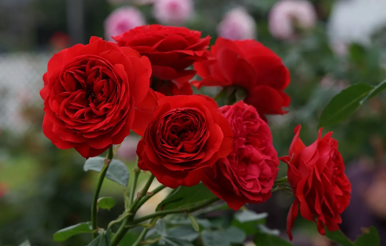Photo wallpaper branches, red, roses