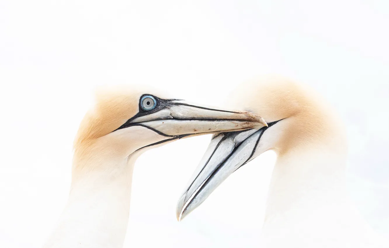 Photo wallpaper birds, background, Gannets