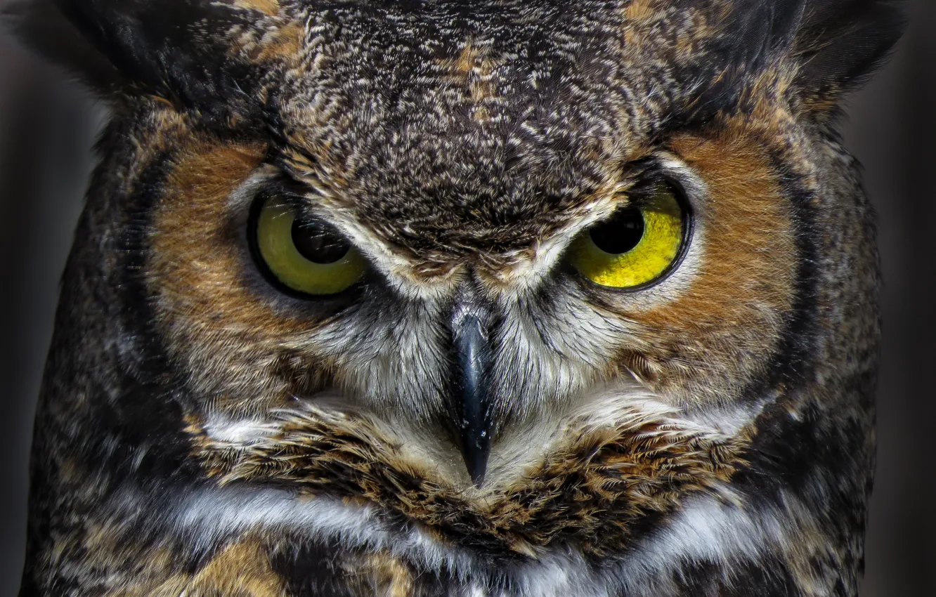 Photo wallpaper eyes, bird, beak, Virgin Filin