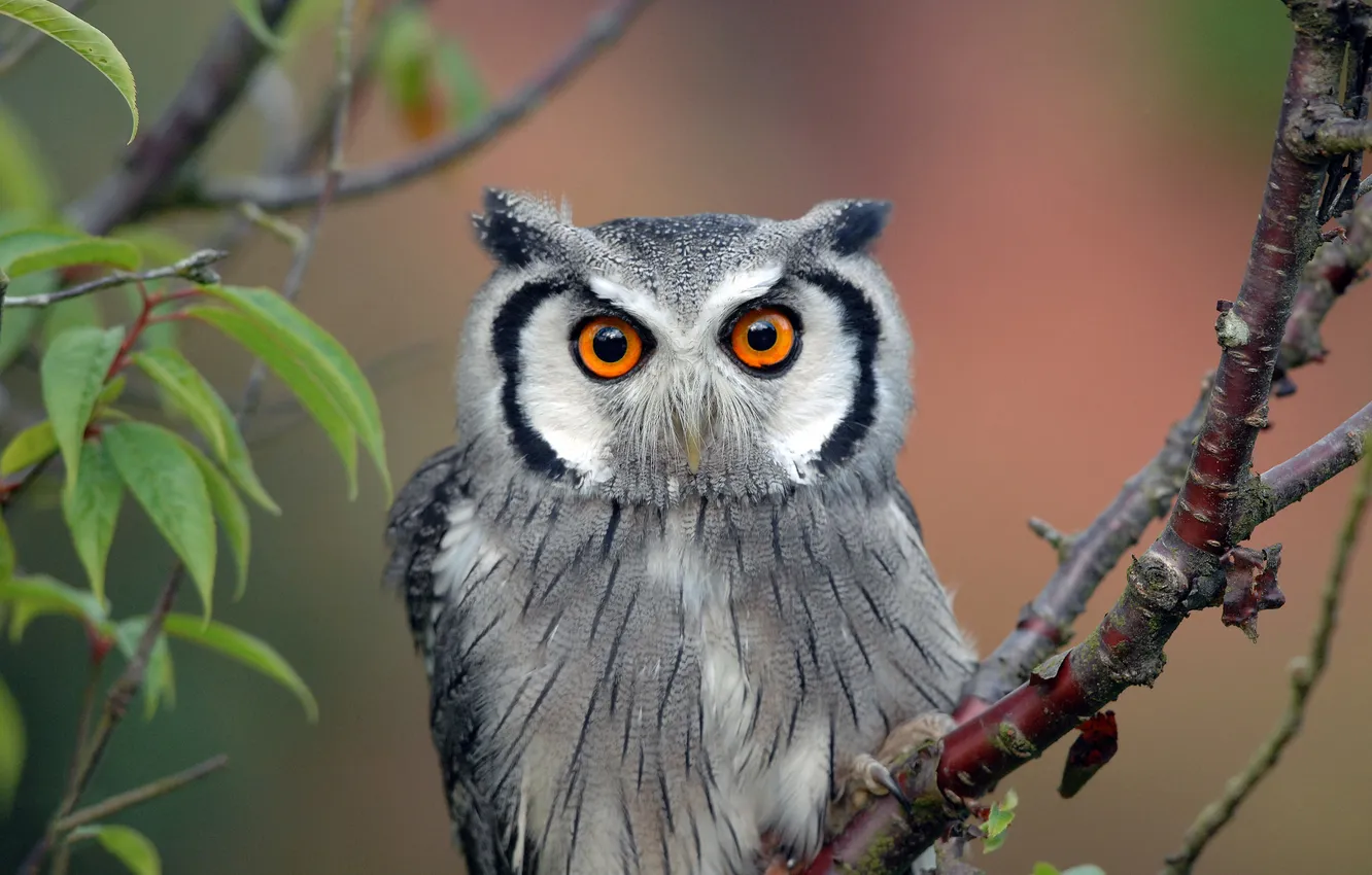 Photo wallpaper look, branches, nature, pose, owl, bird, foliage, African