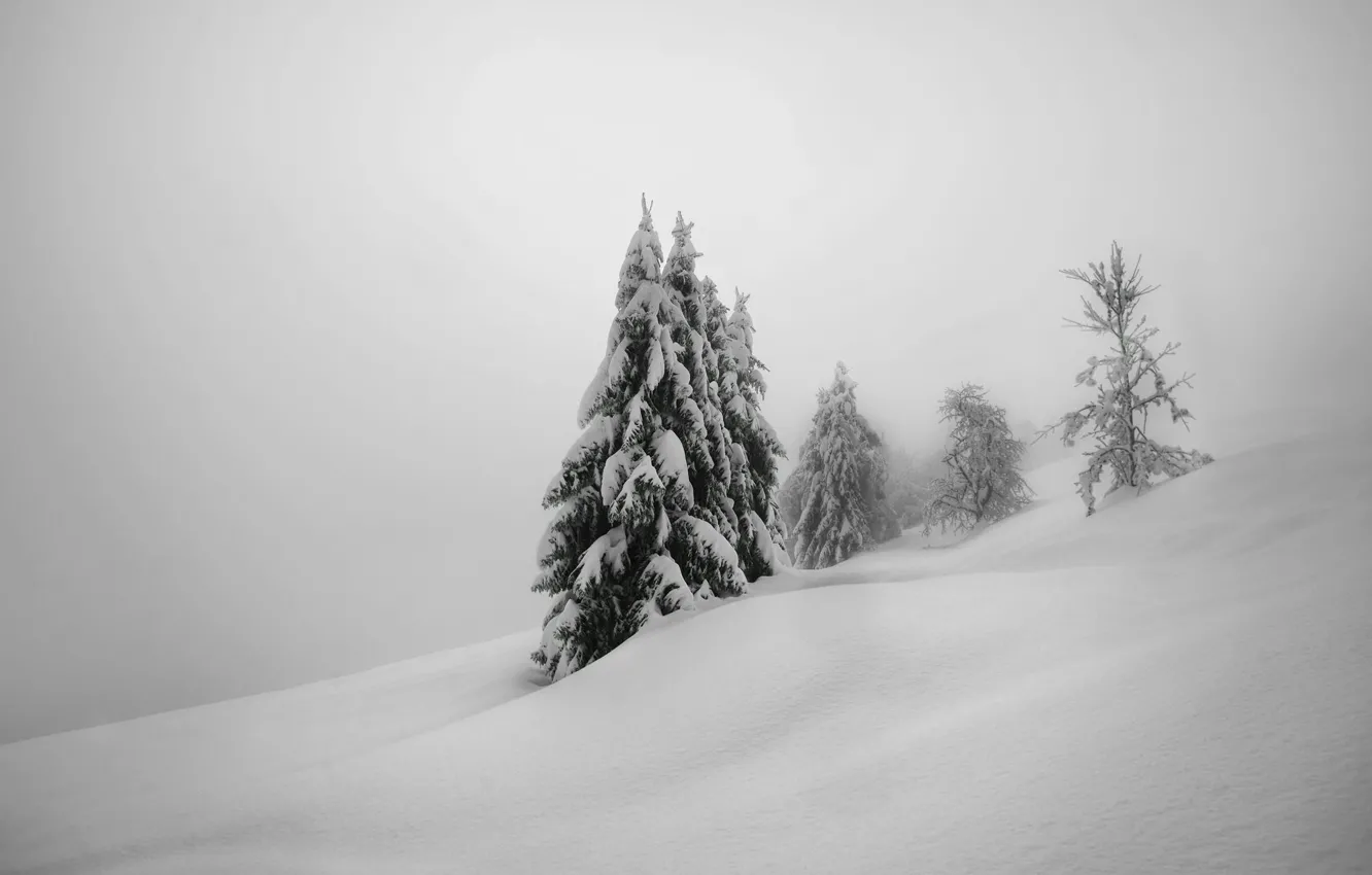 Photo wallpaper winter, snow, trees, nature, tree