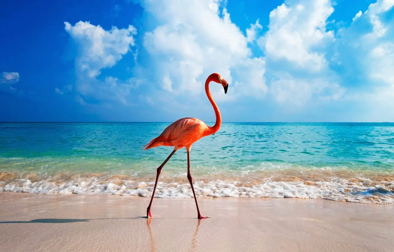 Photo wallpaper beach, ocean, bird, blue, pink, Aruba, flamingo