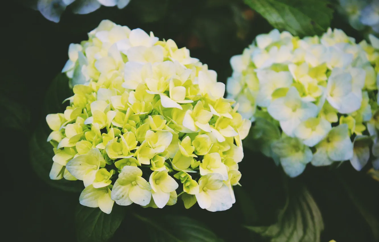 Photo wallpaper flowers, yellow, petals, white