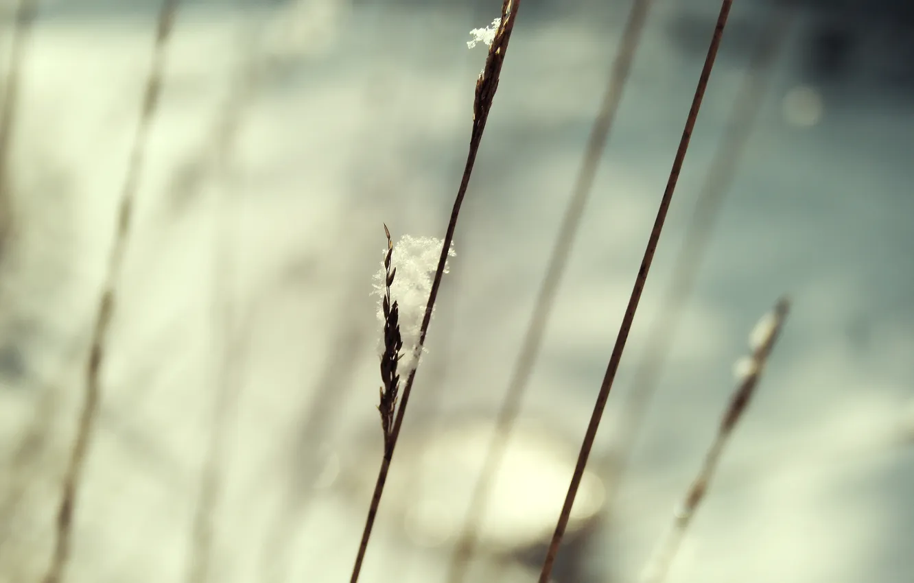 Photo wallpaper grass, macro, snow, nature, grass, nature, snow, macro