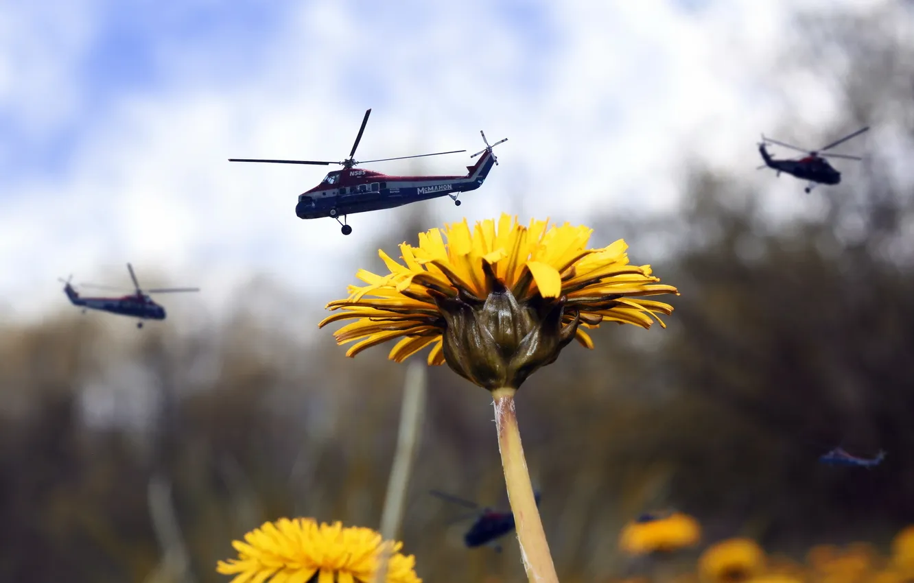 Photo wallpaper dandelion, the situation, helicopters