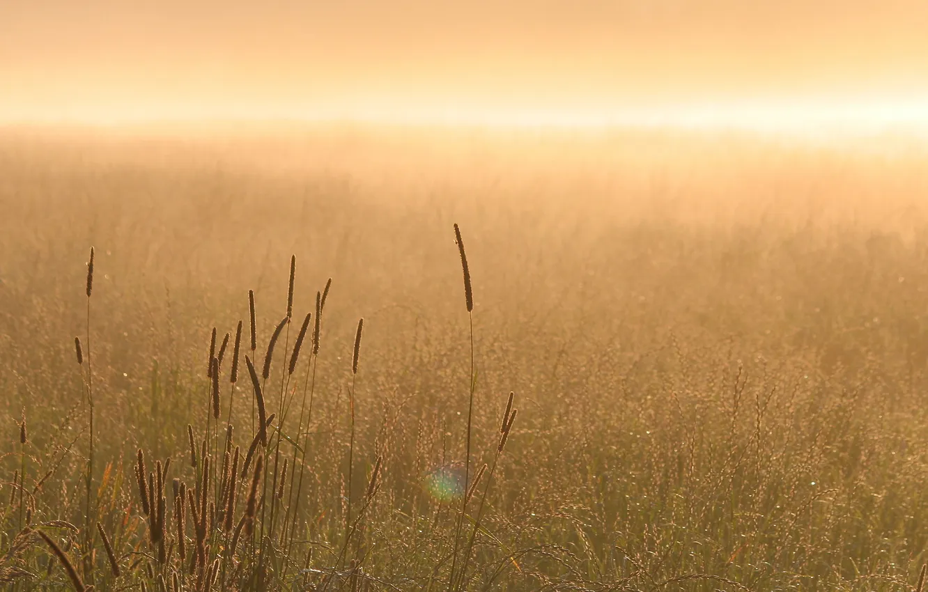 Photo wallpaper grass, nature, fog, morning, the sun