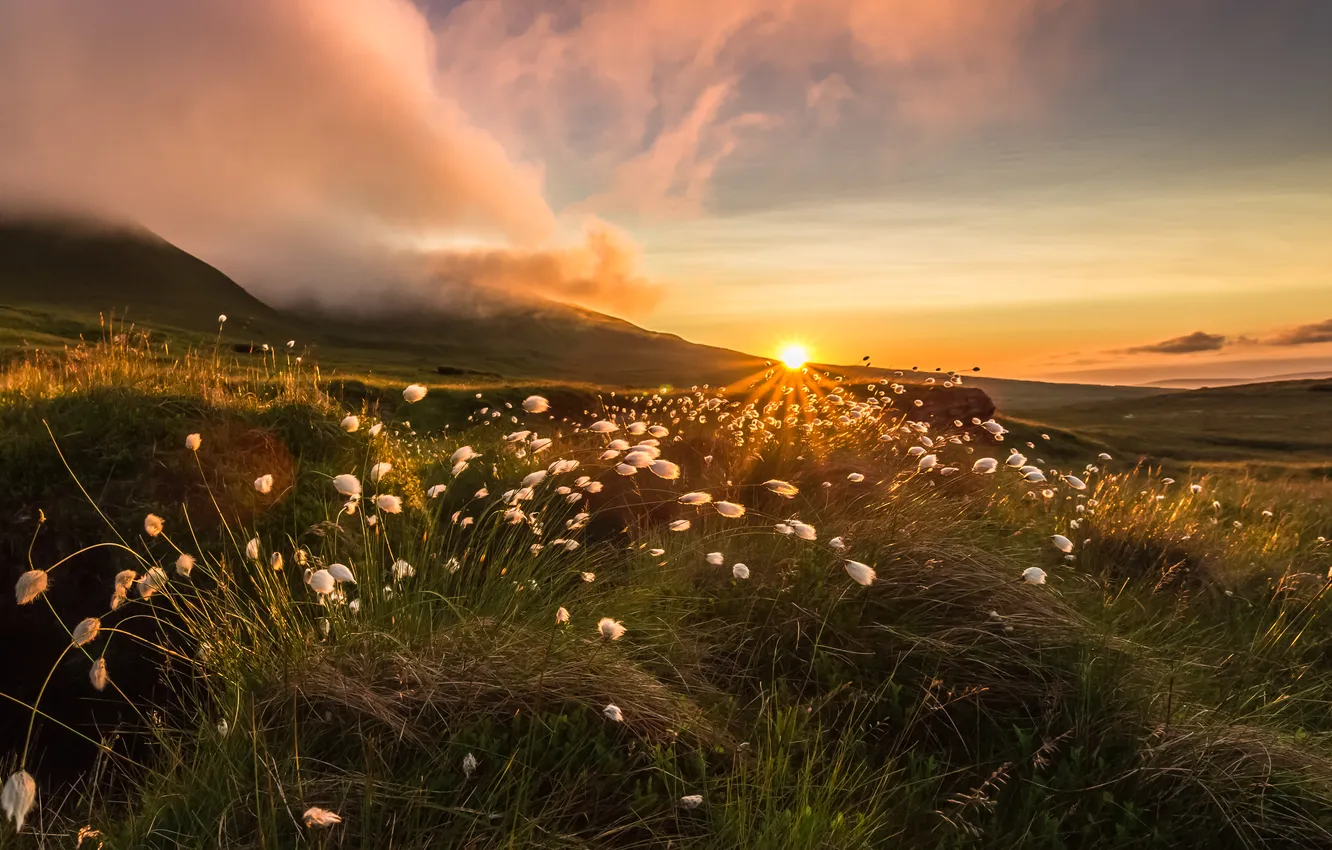 Photo wallpaper sunset, flowers, nature
