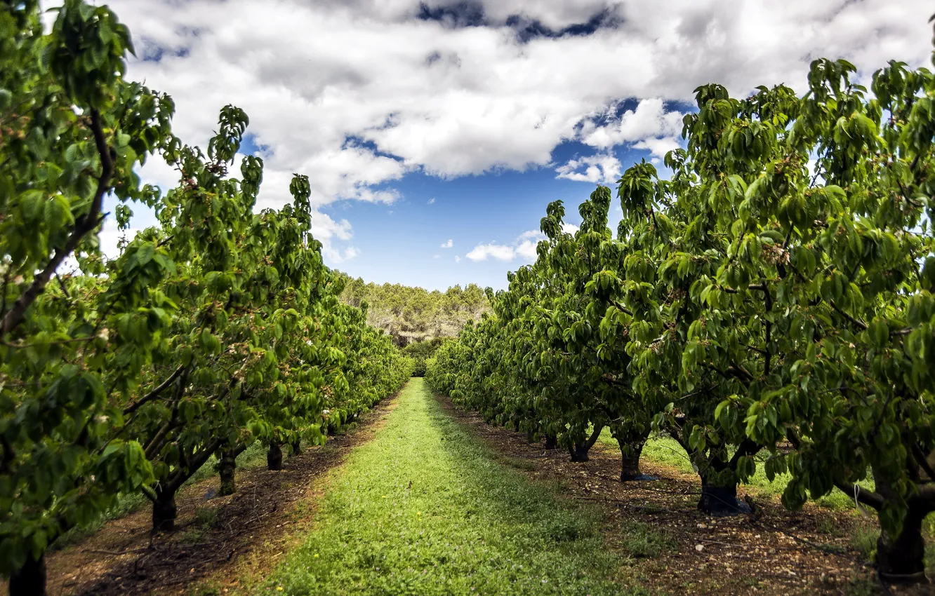 Photo wallpaper clouds, Girona, Cherry trees