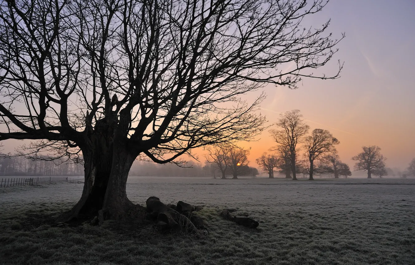 Photo wallpaper field, fog, tree, morning