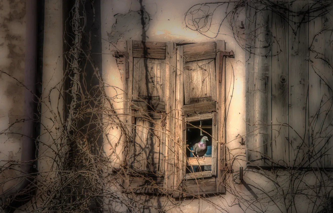 Photo wallpaper bird, home, window