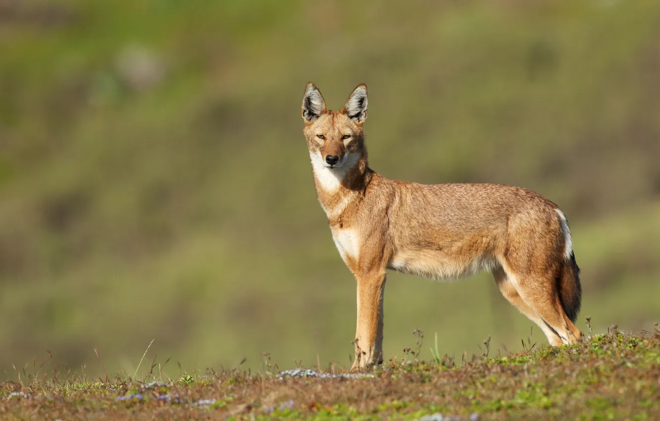 Photo wallpaper Predator, nature, animal, wolf, wildlife, portrait, portrait., Canis lupus. face