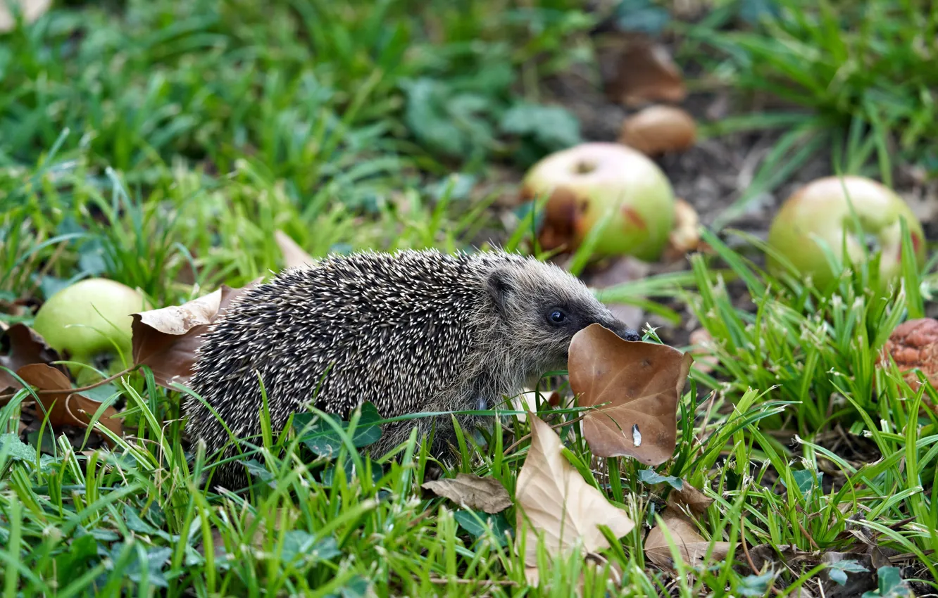 Photo wallpaper autumn, grass, leaves, apples, hedgehog, hedgehog