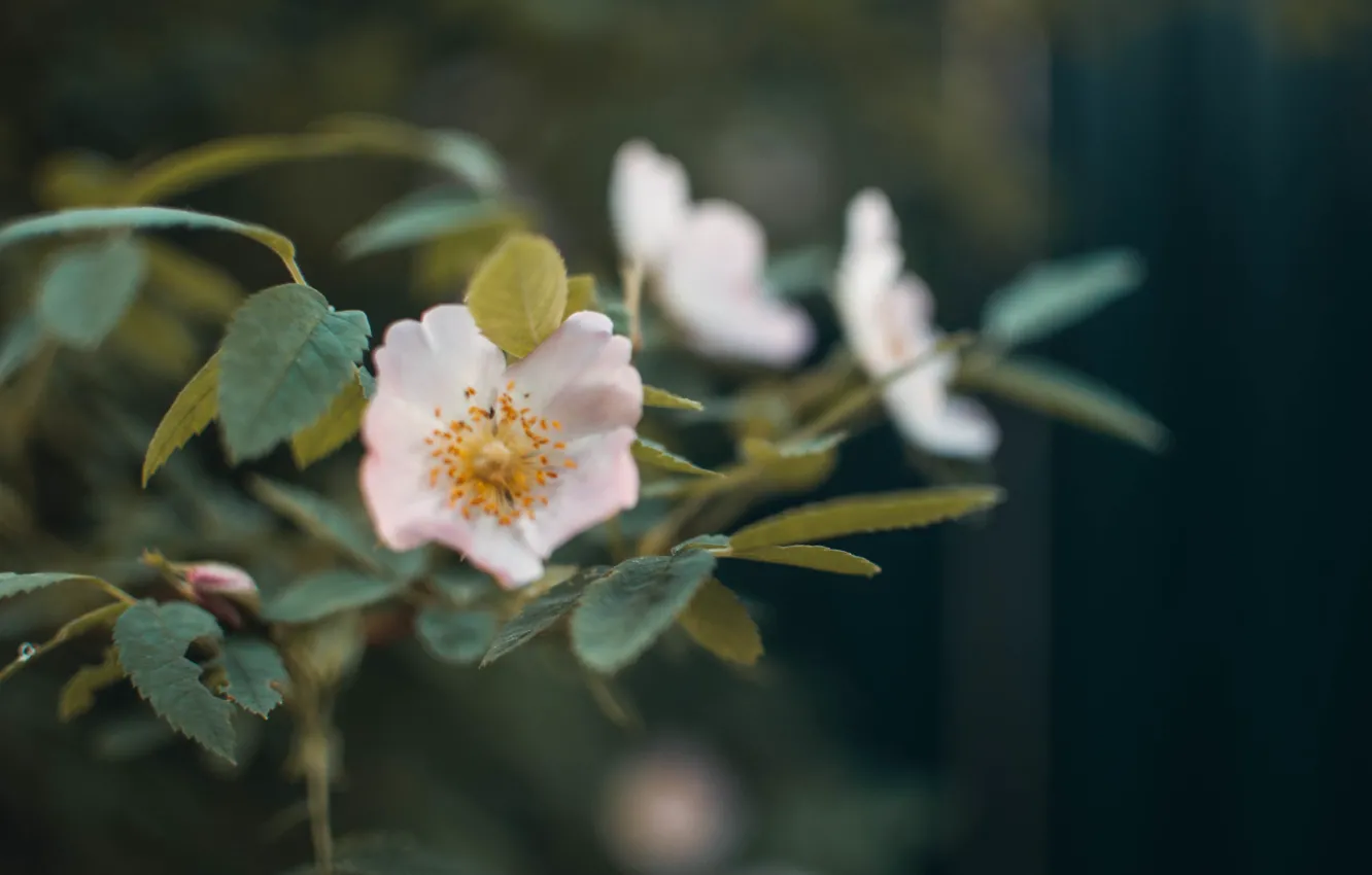 Photo wallpaper greens, macro, flowers, strawberry, flowering, the bushes, the garden