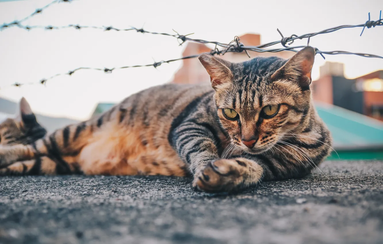 Photo wallpaper cat, lies, barbed wire