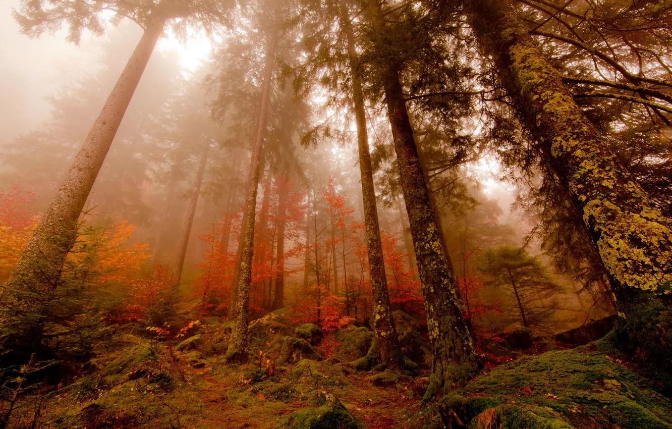 Photo wallpaper autumn, forest, fog, pine
