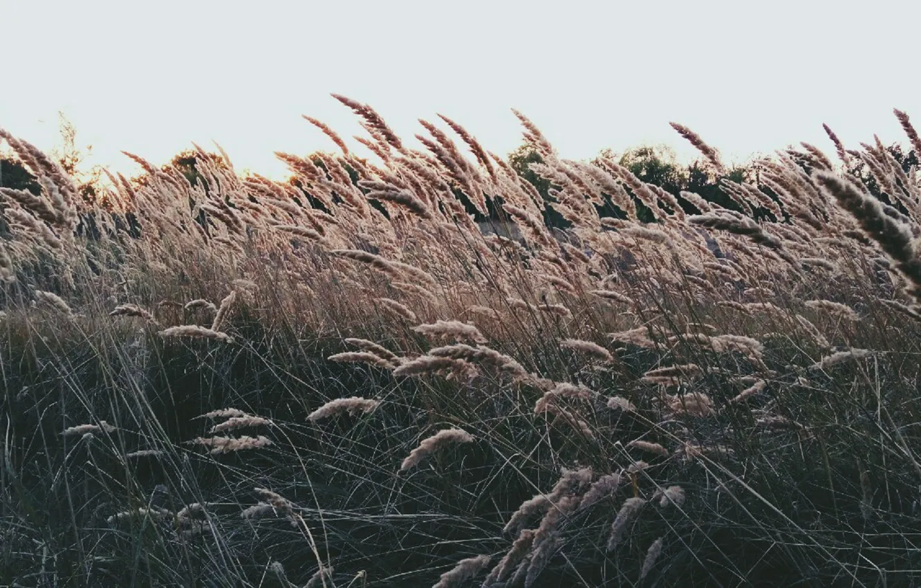 Photo wallpaper wheat, autumn, summer, rye