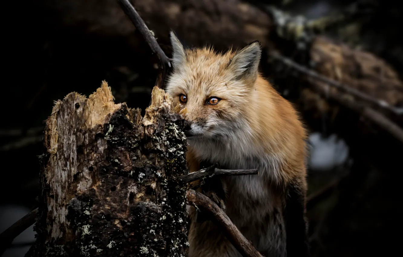 Photo wallpaper forest, wool, Fox