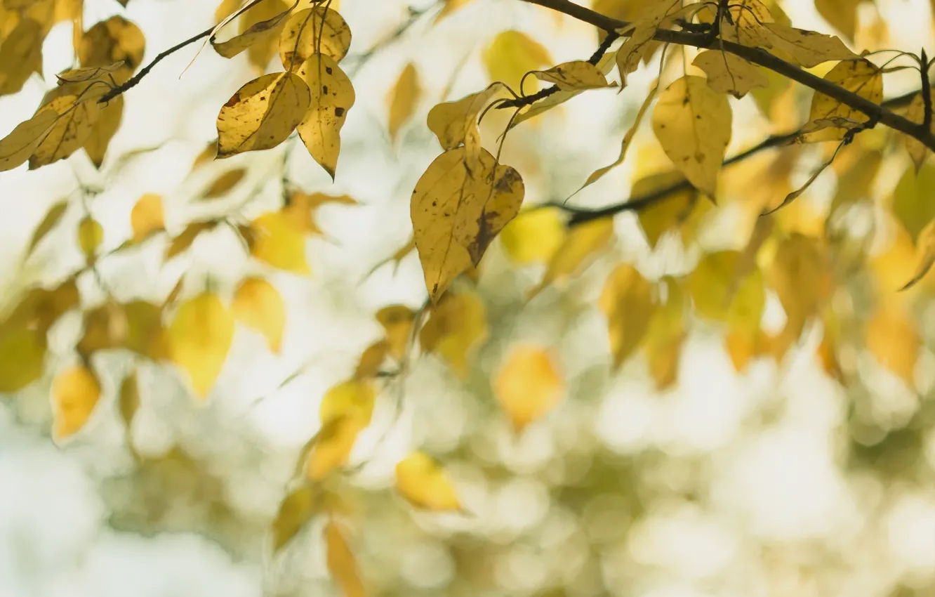 Photo wallpaper autumn, leaves, nature