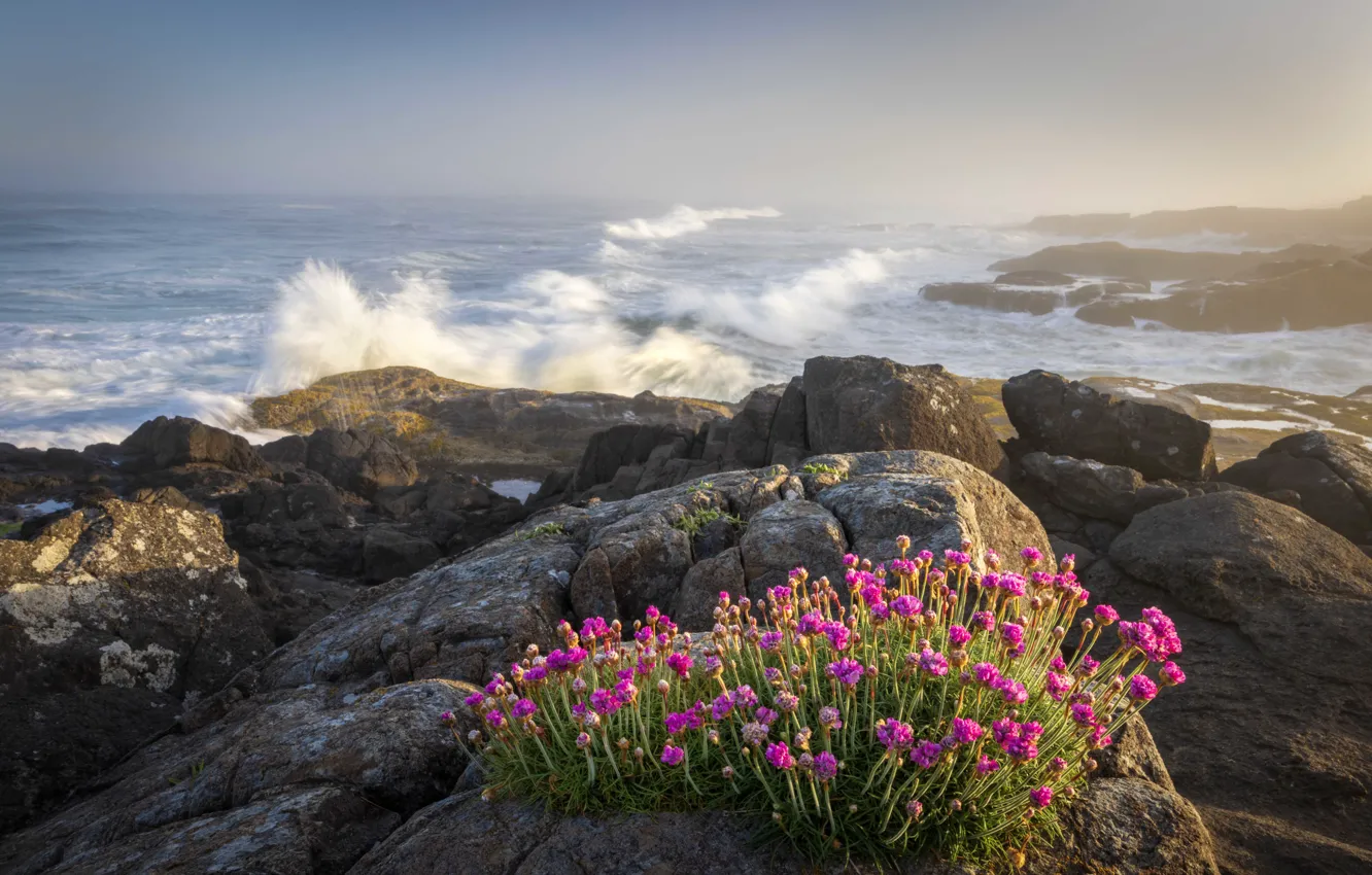 Photo wallpaper sea, wave, flowers, stones, rocks, shore