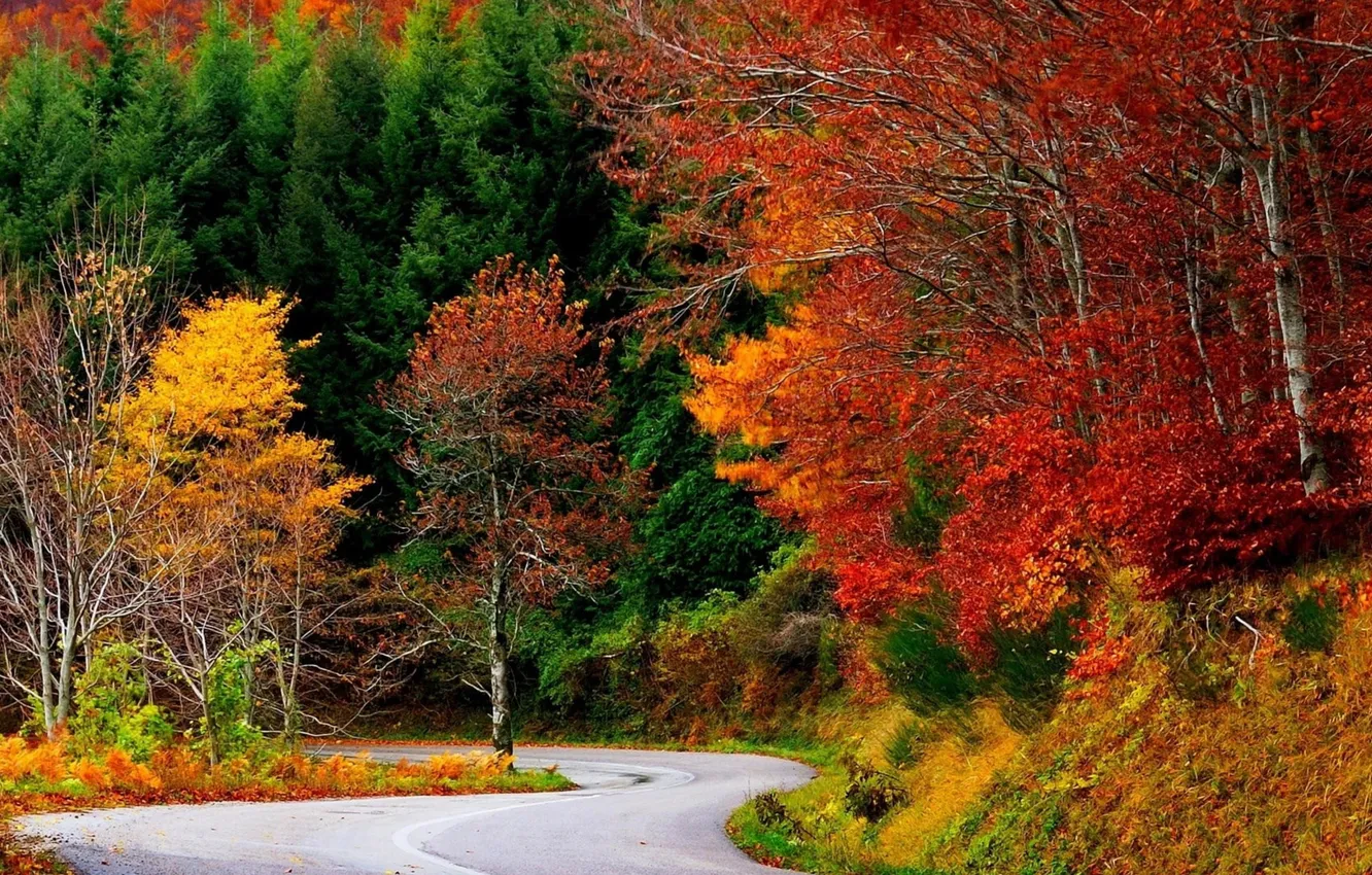 Photo wallpaper road, autumn, forest, trees, landscape, nature, plant, forest