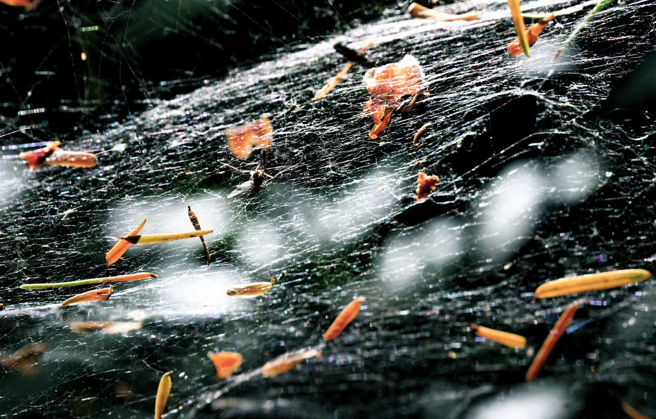 Photo wallpaper black, web