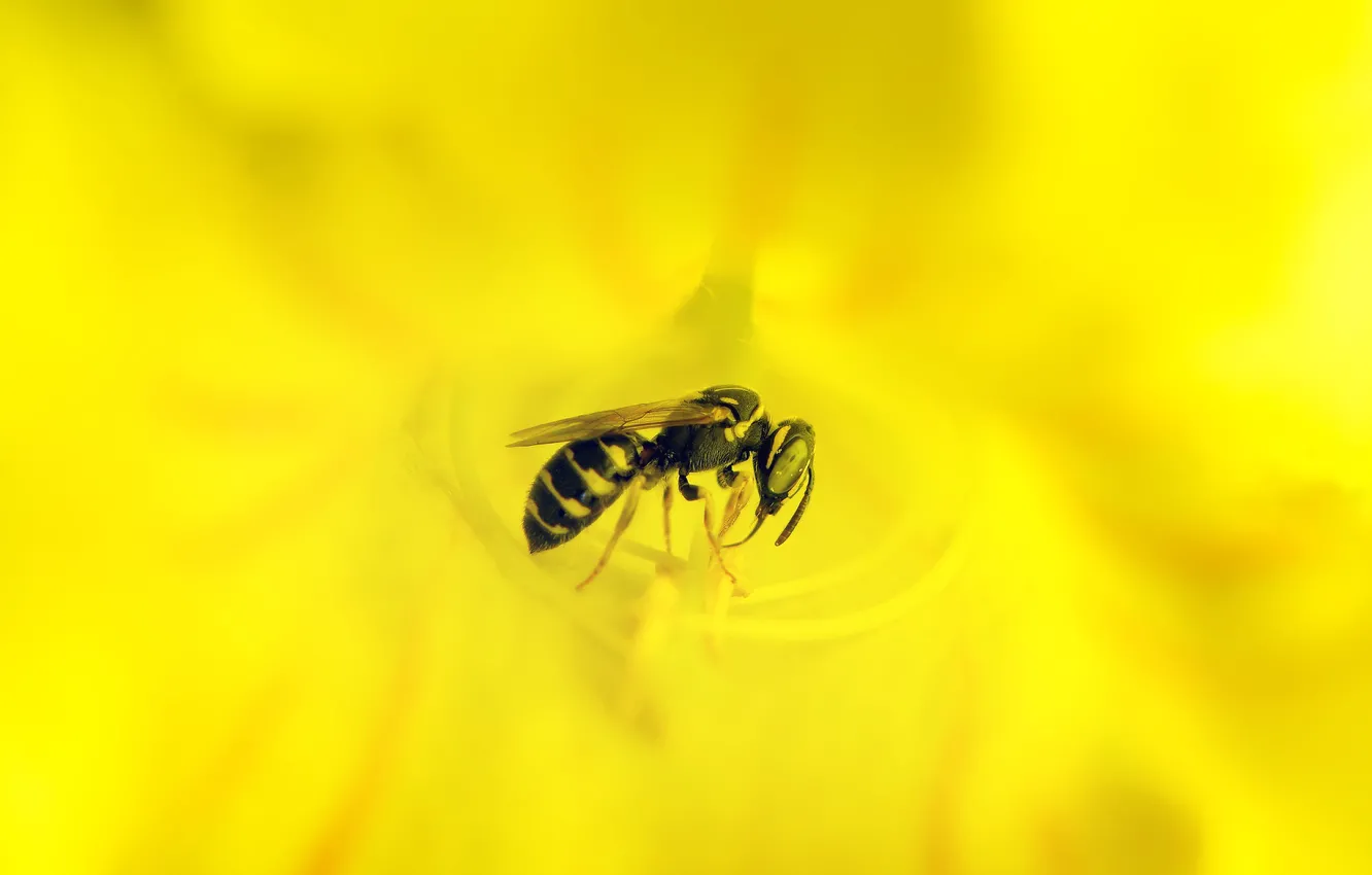 Photo wallpaper flower, nature, bee