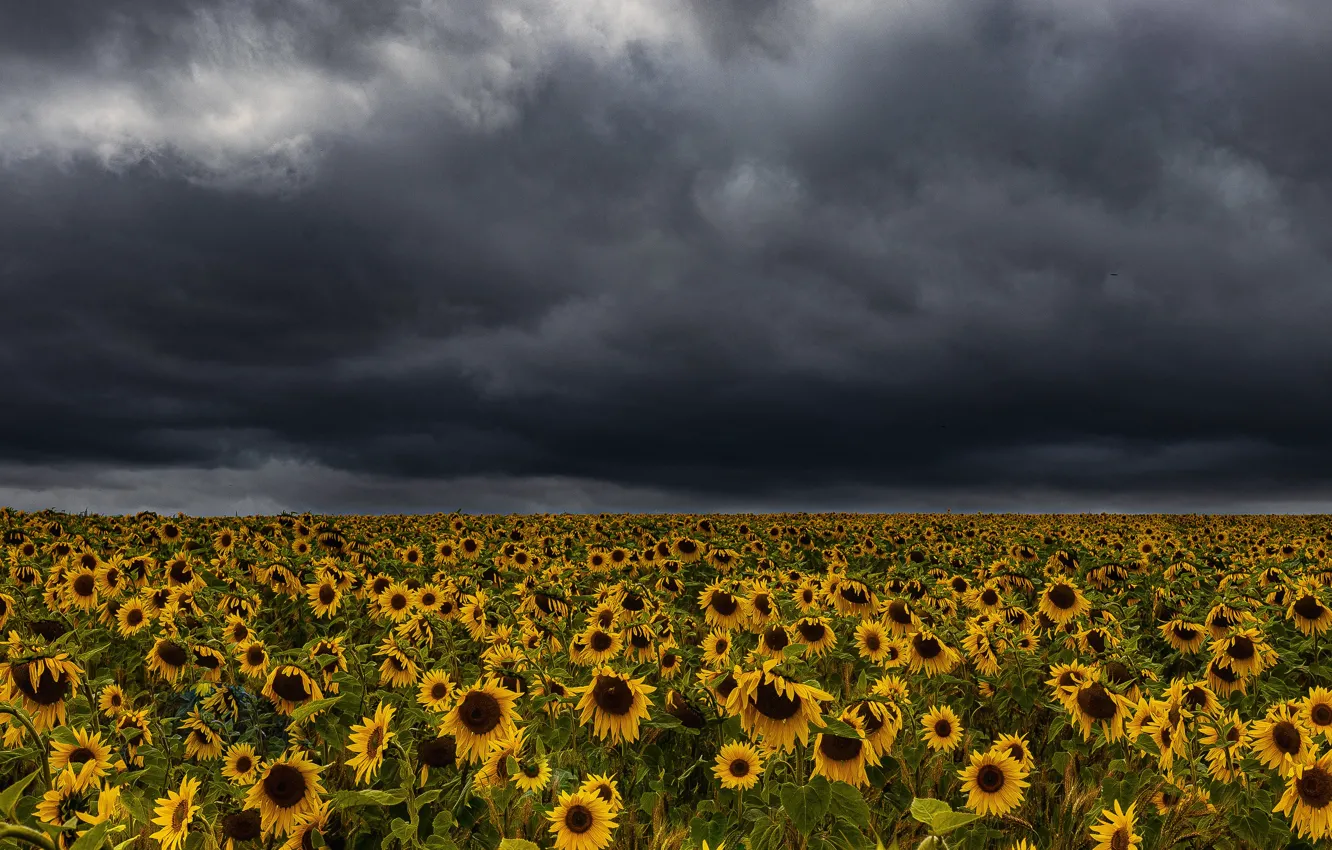 Photo wallpaper field, summer, sunflowers