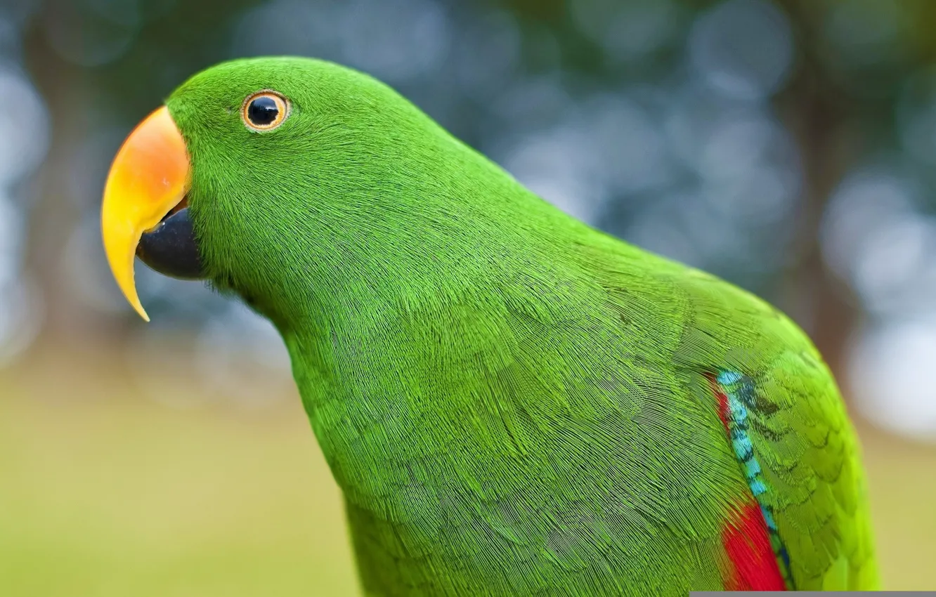 Photo wallpaper green, parrot, Alexandrine