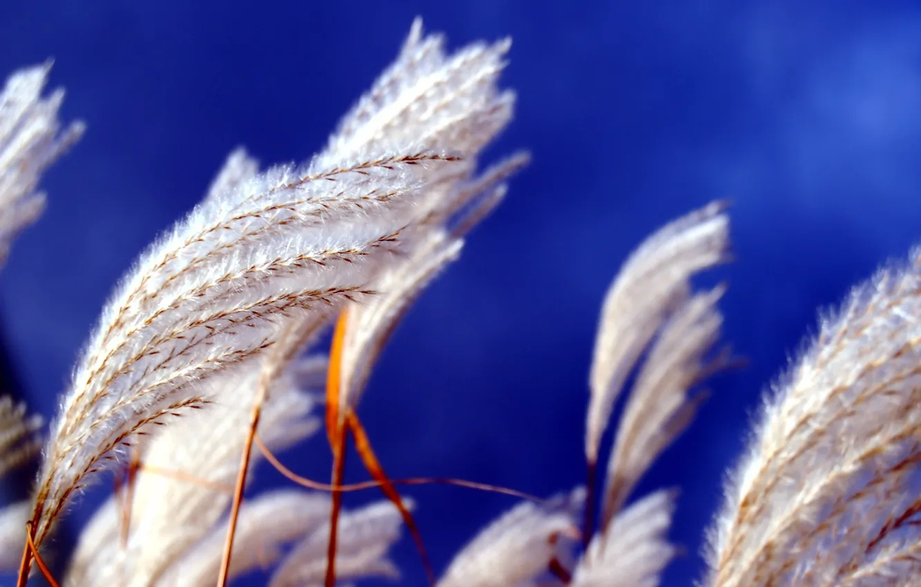 Photo wallpaper blue, fluffy, rosteniya