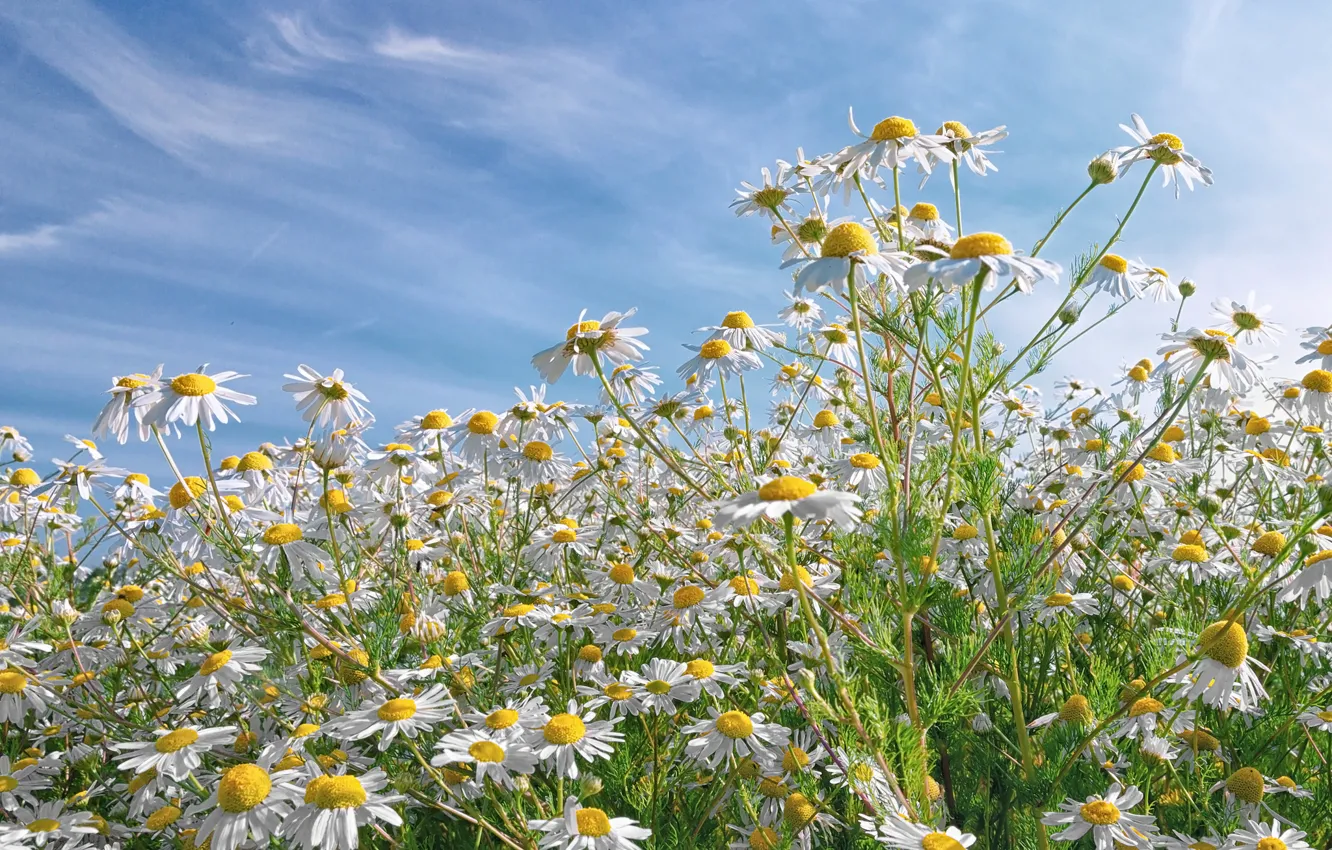 Photo wallpaper field, the sky, clouds, nature, petals, Daisy, meadow