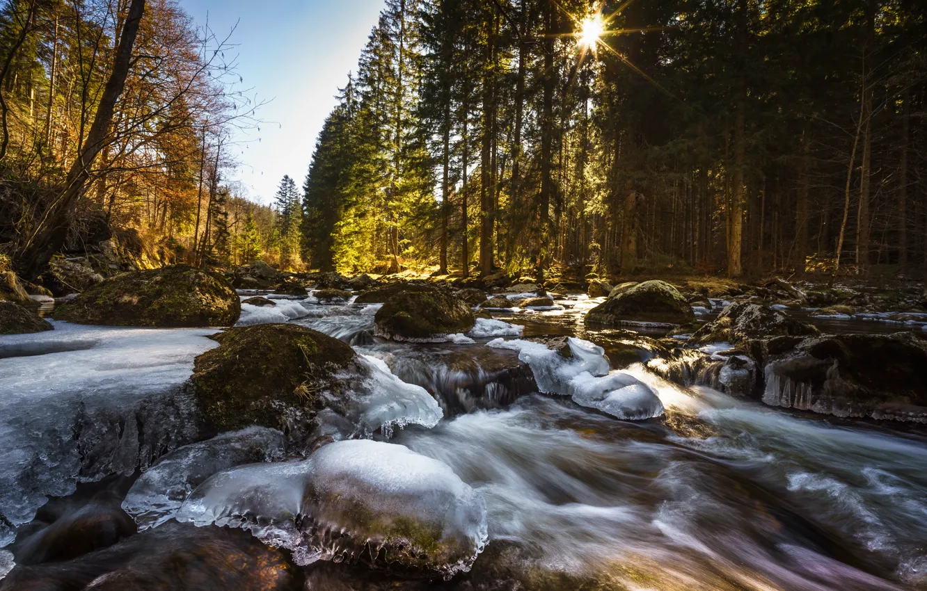Photo wallpaper forest, river, stones, ice, Czech Republic, Sumava national Park, Šumava National Park, Otter River