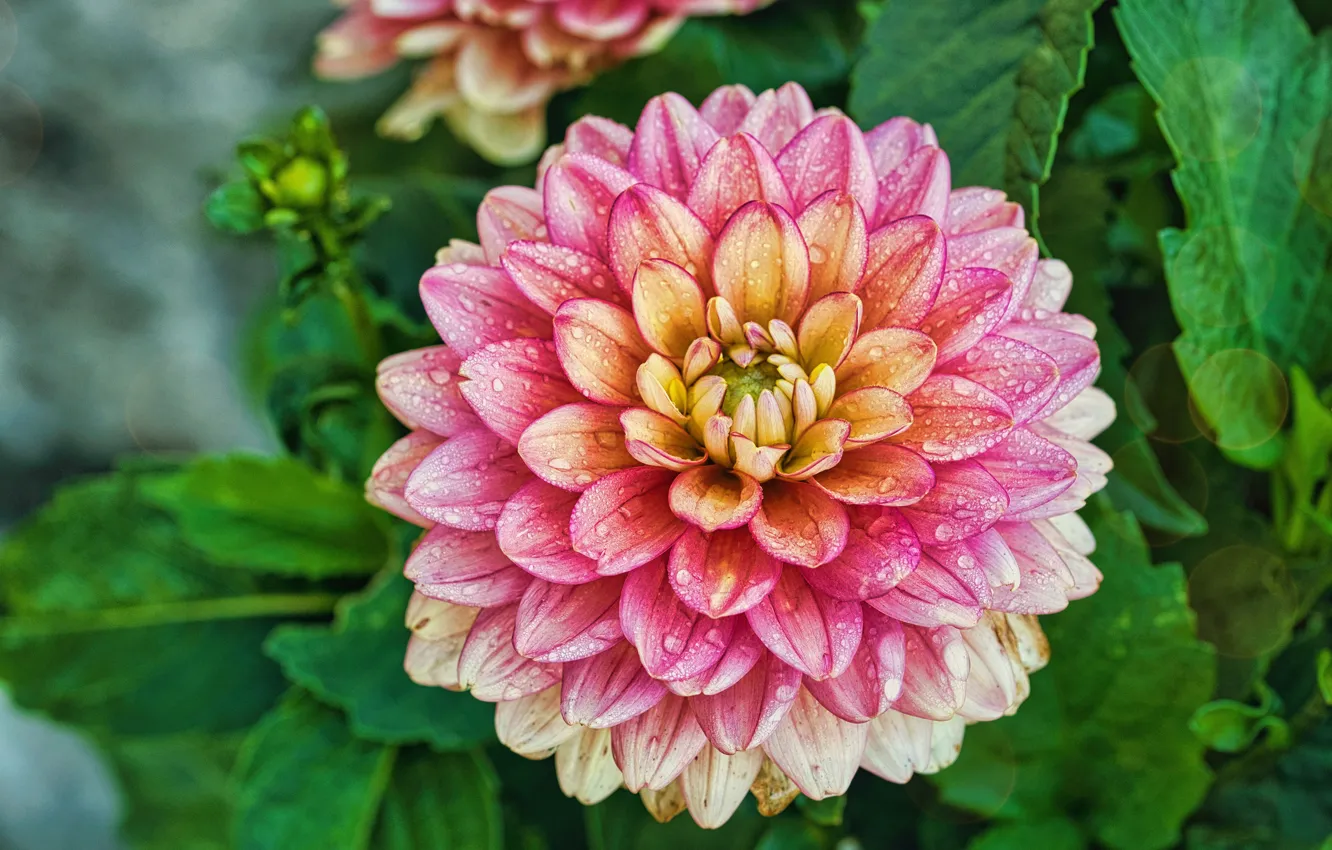 Photo wallpaper leaves, drops, macro, flowers, pink, dahlias