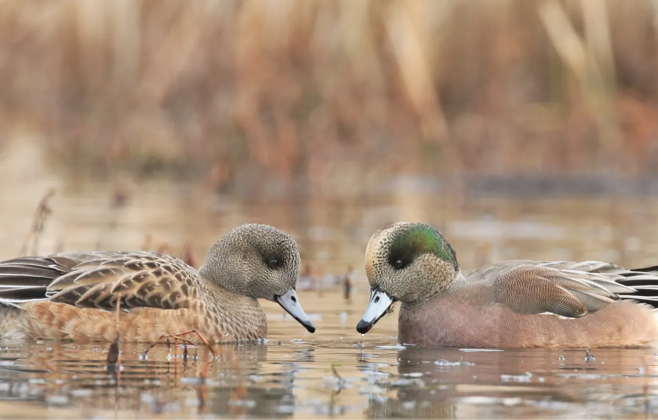 Photo wallpaper bird, duck, pair, pond