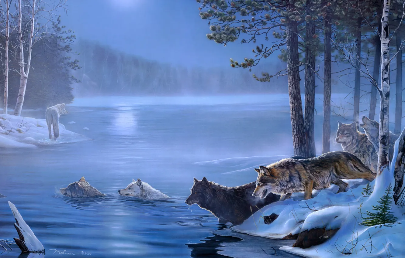 Photo wallpaper ice, forest, trees, swamp, wolf
