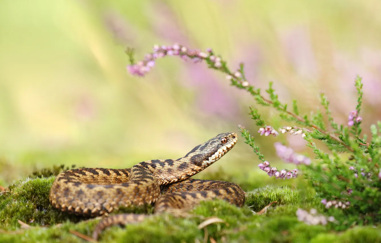 Photo wallpaper flowers, snake, Heather