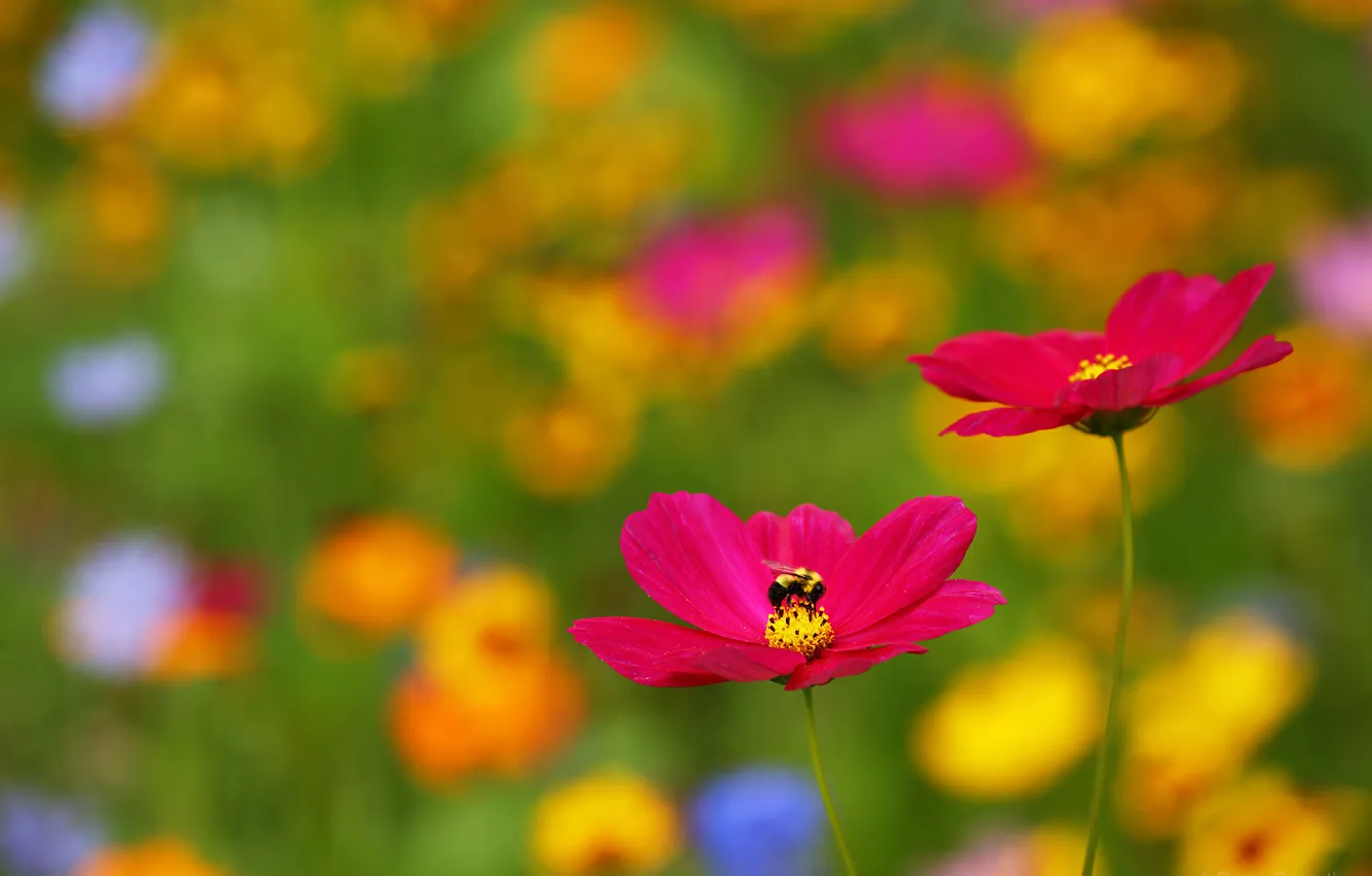 Photo wallpaper flower, cosmos, bee