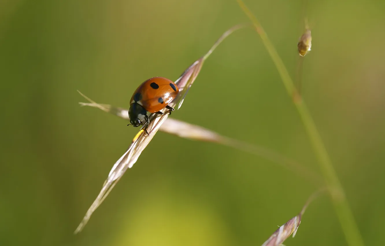 Photo wallpaper macro, green, plant, ladybug, beetle, spikelets