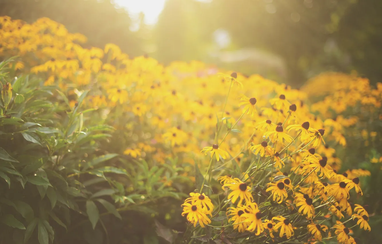 Photo wallpaper flowers, yellow, petals
