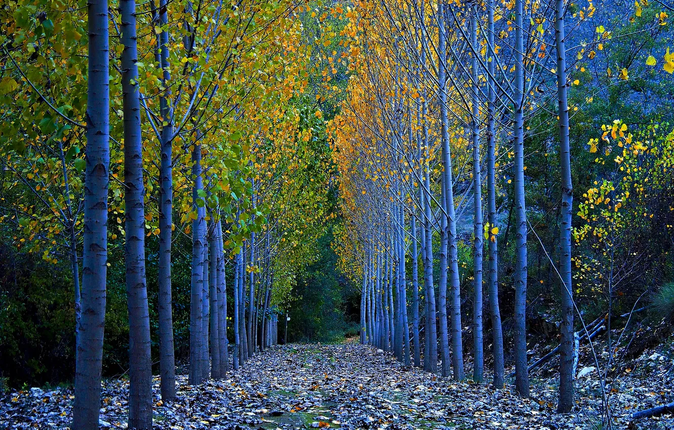 Photo wallpaper autumn, leaves, trees, Spain, Segovia