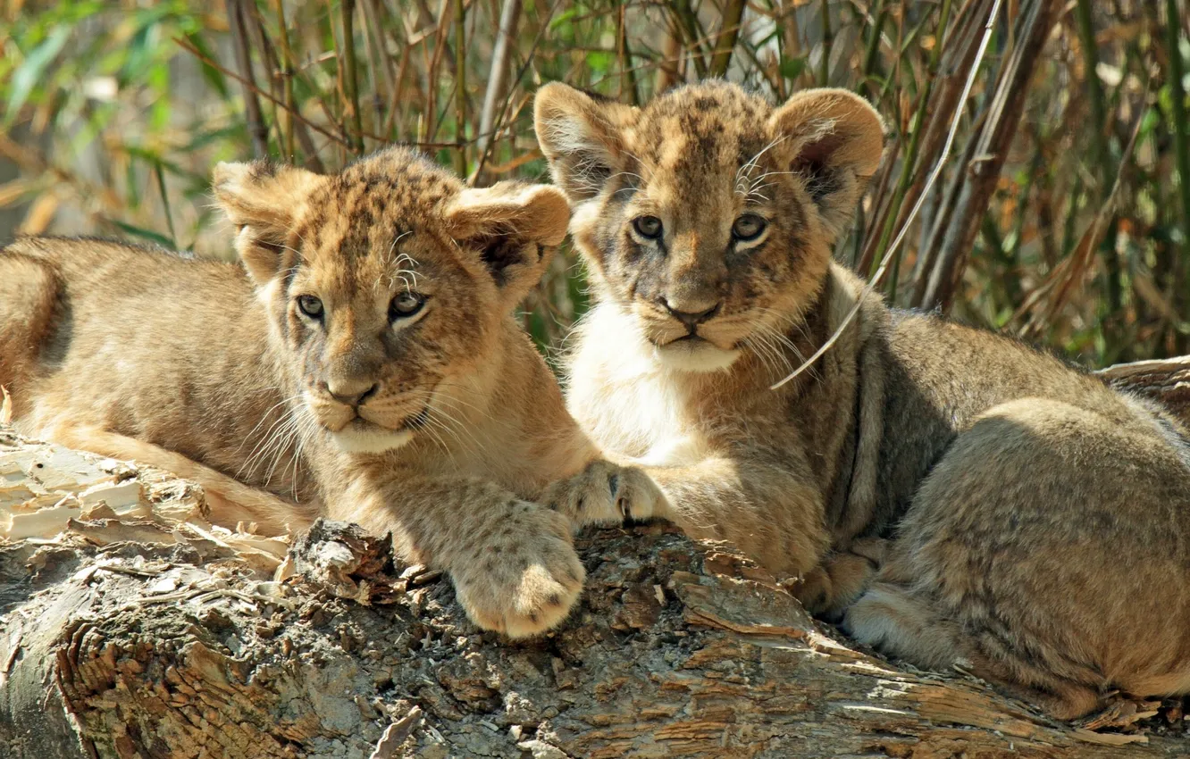 Photo wallpaper kittens, the cubs, cubs