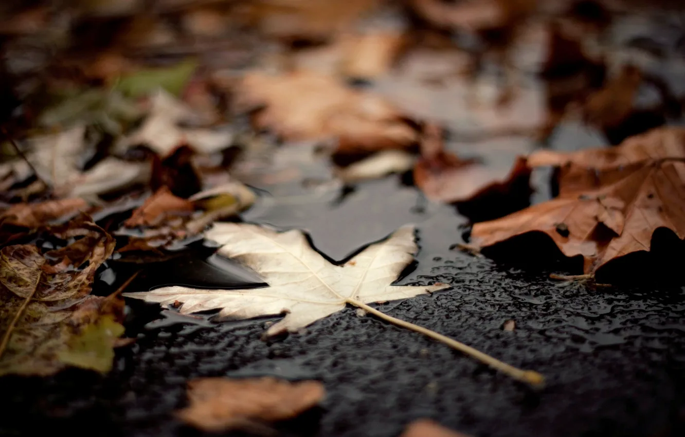 Photo wallpaper autumn, leaves, macro, background, widescreen, Wallpaper, leaf, wallpaper