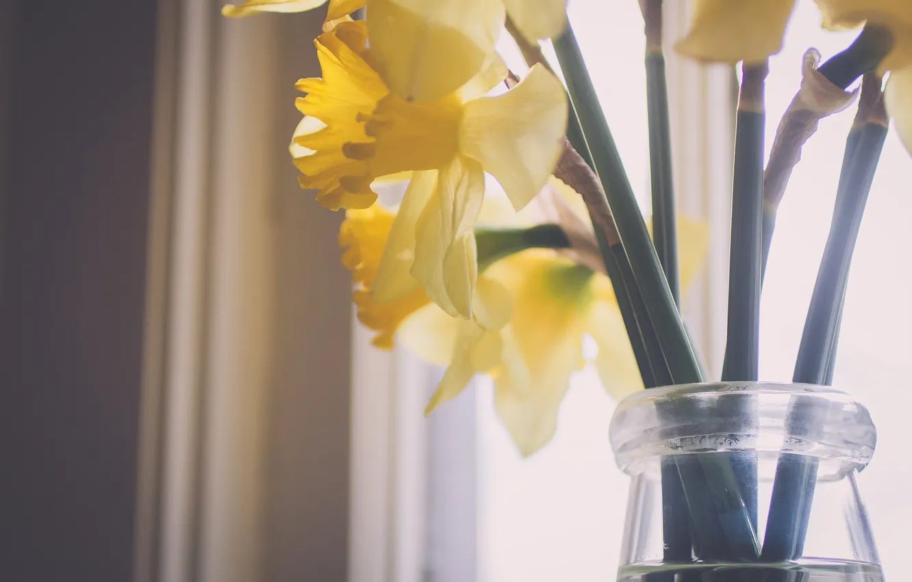 Photo wallpaper flowers, yellow, petals, daffodils