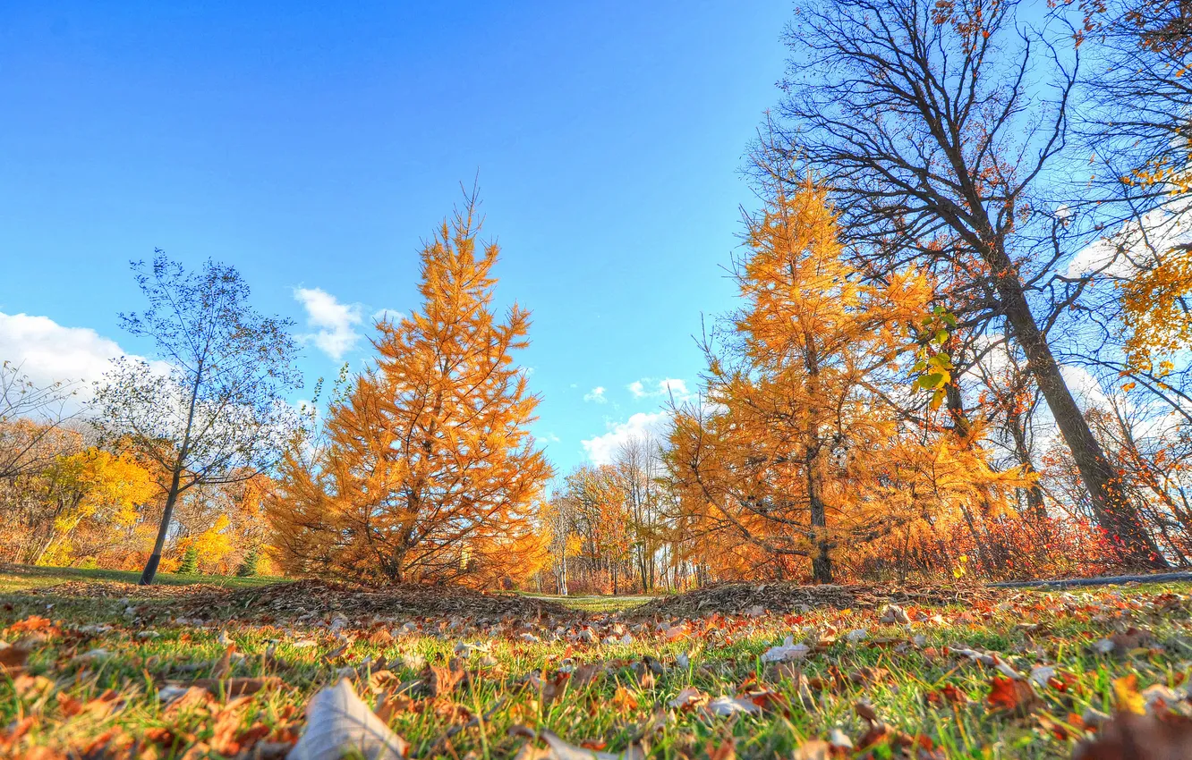 Photo wallpaper autumn, the sky, grass, leaves, trees