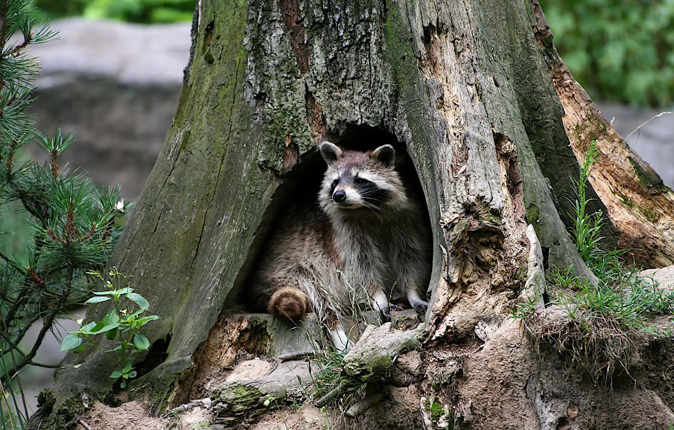 Photo wallpaper raccoon, the hollow, tree