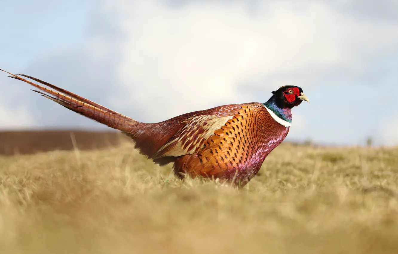 Photo wallpaper field, the sky, nature, bird, pheasant