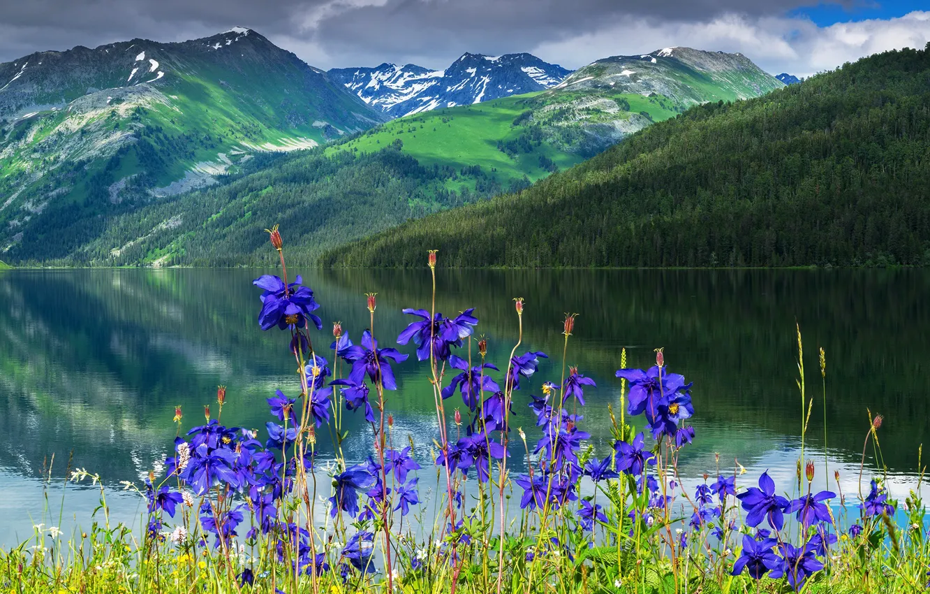 Photo wallpaper flowers, mountains, river, Aquilegia