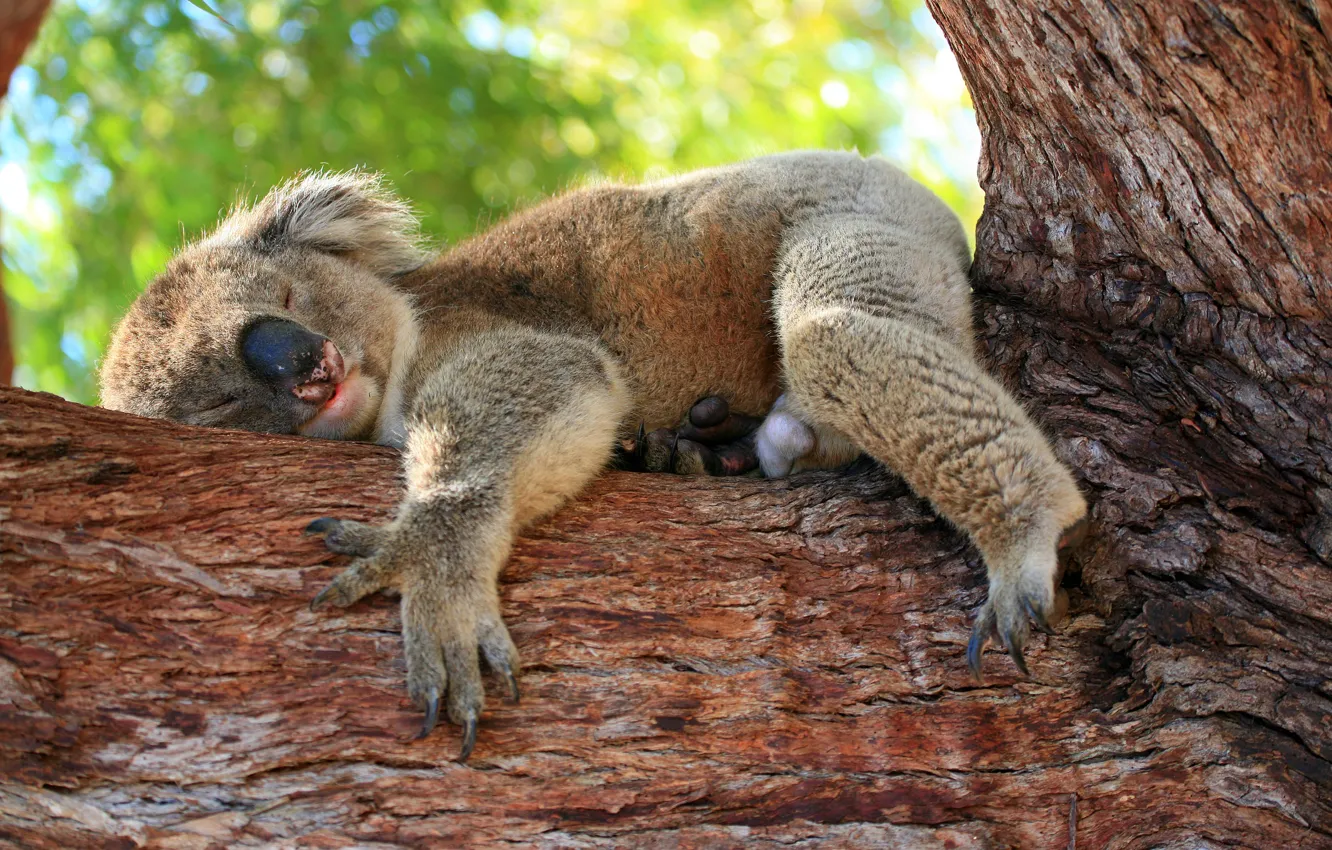 Photo wallpaper trees, pose, lies, stay, nature, Koala, face, sleeping